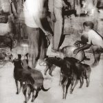 dogs wait for scraps as bowls are washed outside one evening in Pushkar Rajasthan